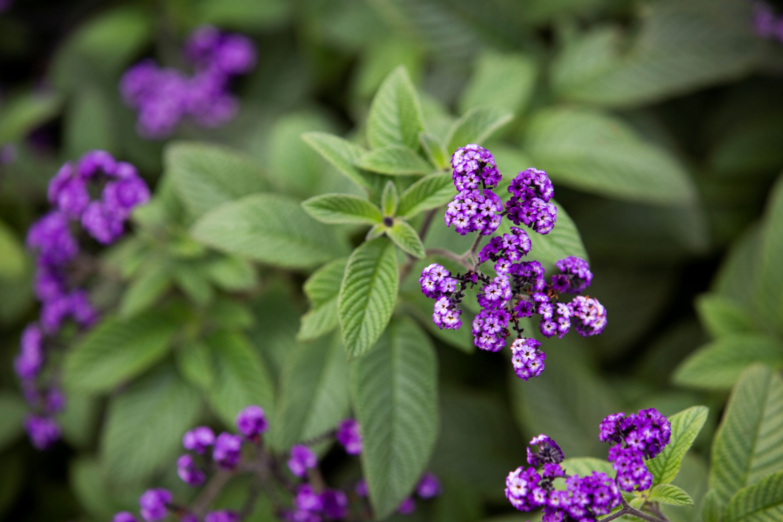 Cv Retirement Living 27